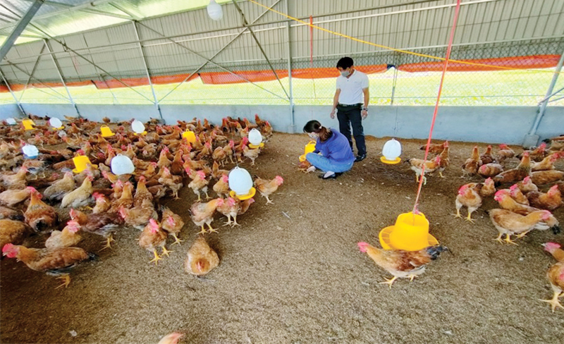 CHĂN NUÔI GIA CẦM