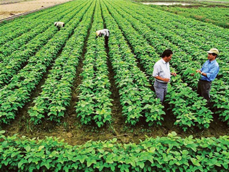 Agricultural production to improve nutrition and health, funded by the International Livestock Research Institute (ILRI), 2013-2015