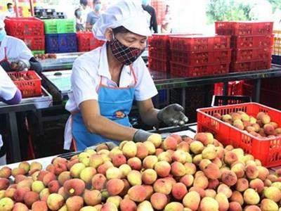 Sản xuất nông nghiệp nhằm cải thiện dinh dưỡng và sức khỏe, do Viện Nghiên cứu Chăn nuôi Quốc tế (ILRI) tài trợ, 2013-2015