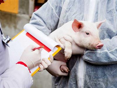 Điều tra việc sử dụng kháng sinh trong chăn nuôi ở Việt Nam.